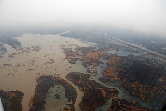 Typical example of coastal wetland loss.